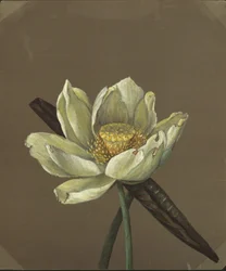 ネルンボグレートイエロー